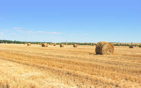 Haystack rolls on the agriculture summer field, haystack harvestの写真素材