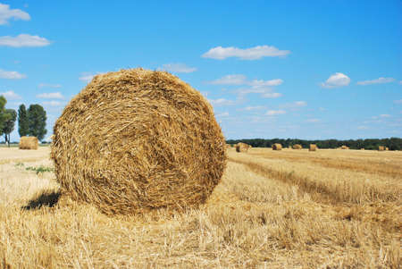 Haystack harvest on the agriculture field, haystack rollsの写真素材