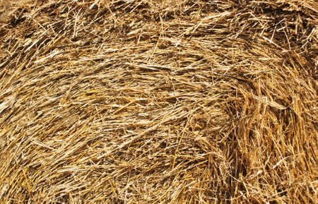 Close up straw, dry straw texture background. Haystack texture, agricultureの写真素材