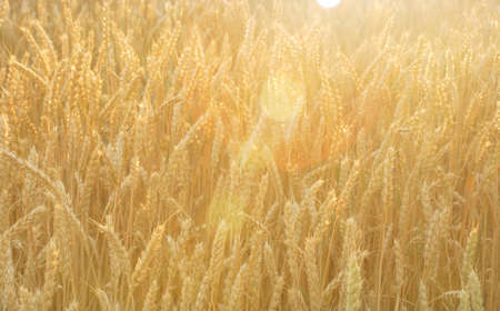 Gold wheat field at the end of summer fully ripe, rural agriculture fieldの写真素材