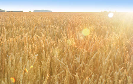 Gold wheat field at the end of summer fully ripe, rural agriculture fieldの写真素材