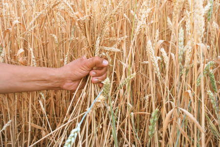 farmers hands pluck a bunch of wheat in the rural agriculture field, harvestの写真素材