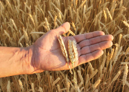 farmers hands pluck a bunch of wheat in the rural agriculture field, harvestの写真素材