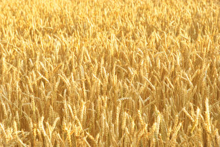 Gold wheat field at the end of summer fully ripe, rural agriculture fieldの写真素材