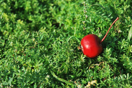 A red apple on the green grass, a harvestの写真素材
