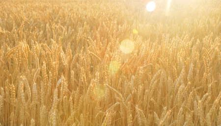 Gold wheat field at the end of summer fully ripe, agriculture fieldの写真素材