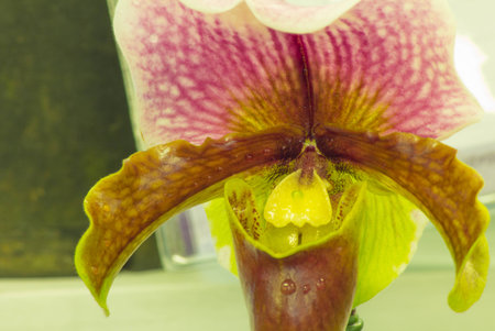 Paphiopedilum hybrids between Paphiopedilum two species.の写真素材