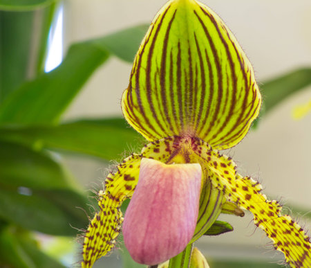 Paphiopedilum hybrids between Paphiopedilum two species.の写真素材