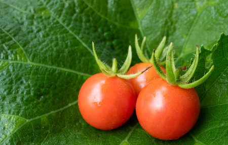 It  is a rounded, small fruited tomato.の写真素材