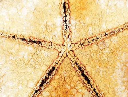 Starfish bottom view macro, background, texture