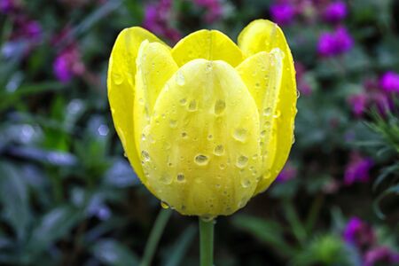yellow tulip in drops of water, macro