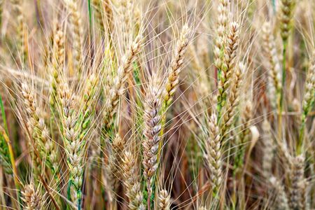 Wheat on the field, close-up, selective focusの写真素材
