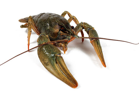 Crayfish isolated on white background, close-upの写真素材