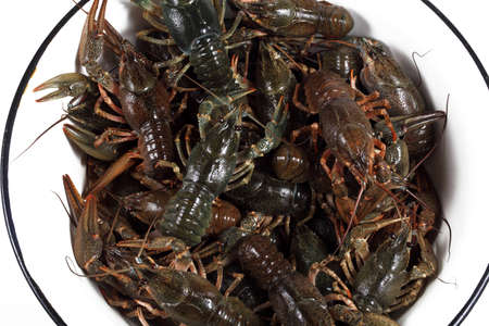 live crayfish in a white bowl on a white background