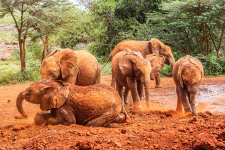 baby elephant in kenyaの写真素材