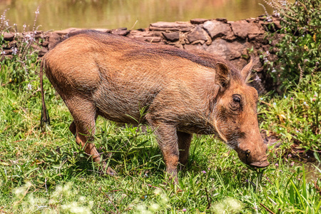 warthog in kenyaの写真素材