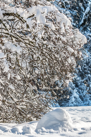 snow covered bush in the sunshineの写真素材