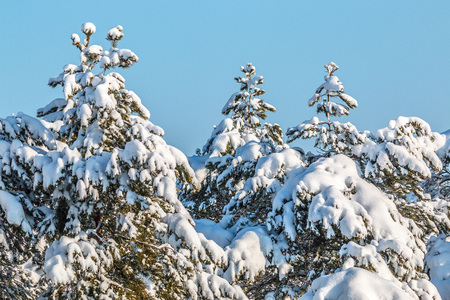 snow covered conifers in the sunの写真素材