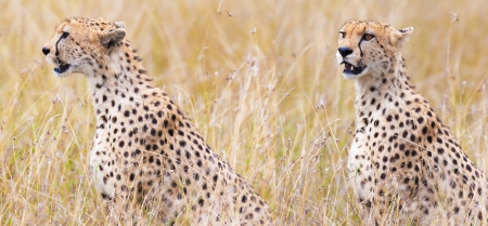 leopard on hunting a series of shotsの写真素材