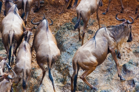 Wildebeest crossing the Mara river Republic of Kenya  の写真素材