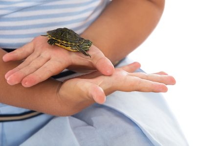 A small green turtle on the palm of a little girl. The plan-Isolated on white backgroundの写真素材