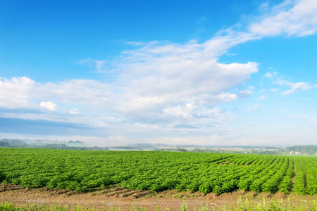 Straight rows of planted plants.の写真素材