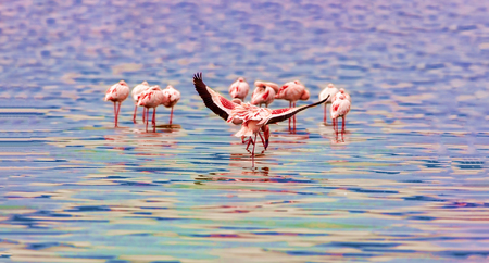 A variety of pink flamingos, Kenya national park.の写真素材