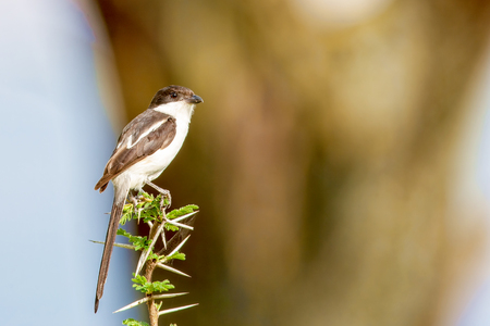 A little bird is sitting on a branch. National Park in Masai Marの写真素材