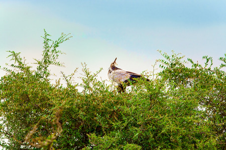 The eagle is sitting on the branches of trees. Kenya, a nationalの写真素材