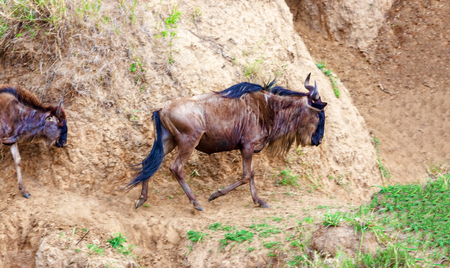 Wildebeest graze in the field. Kenya, a national park.の写真素材