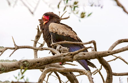 The eagle is sitting on the branches of trees. Kenya, a nationalの写真素材