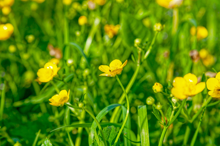 Bright flowers of a yellow dandelion in a field.の写真素材