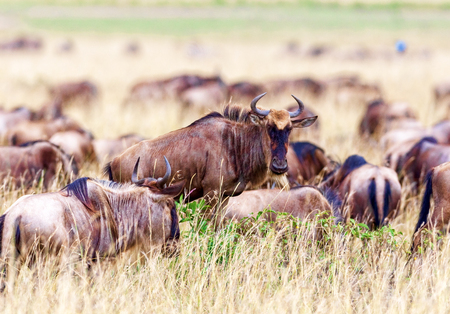 Wildebeest graze in the field. Kenya, a national park.の写真素材