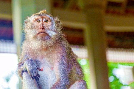 Sad monkey looks away.の写真素材