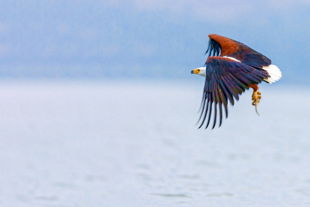 The eagle hunts on lake Nakuru. Kenya.の写真素材