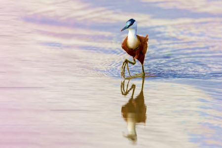 Bird hunts on the lake.の写真素材