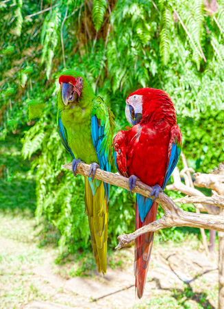 Two macaw parrots are sitting on a branch.