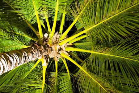 Beach summer vacation holidays background with coconut palm tree