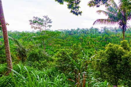 Tropical jungle forest. Natural backgroundの写真素材