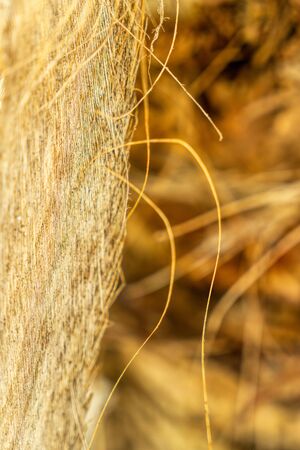 Fragment of the trunk of a palm tree.の写真素材