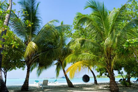 View of nice tropical beach with some palms