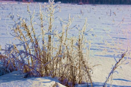 Frosty sprigs of grass in winter on a sunny frosty day.の写真素材