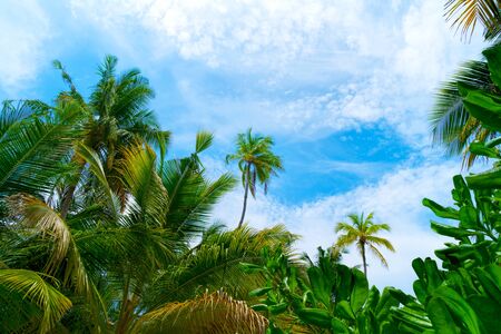 Beach summer vacation holidays background with coconut palm treeの写真素材