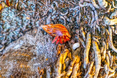 Beautiful crab. Shell. Sand. Beautiful wildlife Maldives.