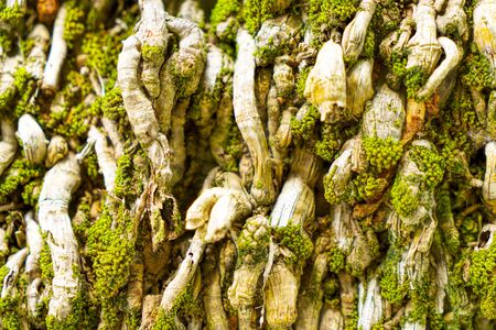 Closeup of the bark of a tropical tree. texture.の写真素材