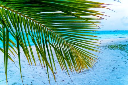 View of nice tropical beach with some palms
