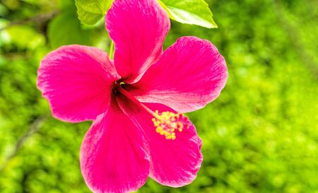 Hibiscus Flower. Shallow DOF.In the tropical garden.の写真素材