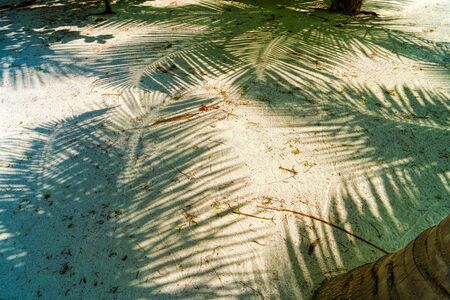 Shadow from palm trees on a sunny summer day in the Maldives. The concept of tourism, family vacations.の写真素材