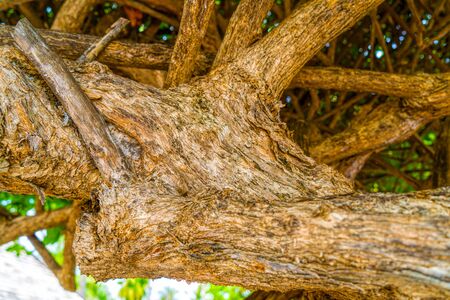 Twisted tree trunk with marks of strangulation