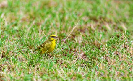 Little african bird in the wild